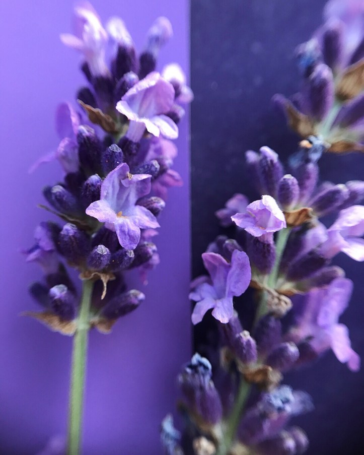 lavender