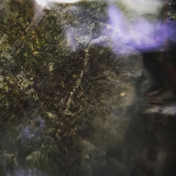 water moss abstract purple