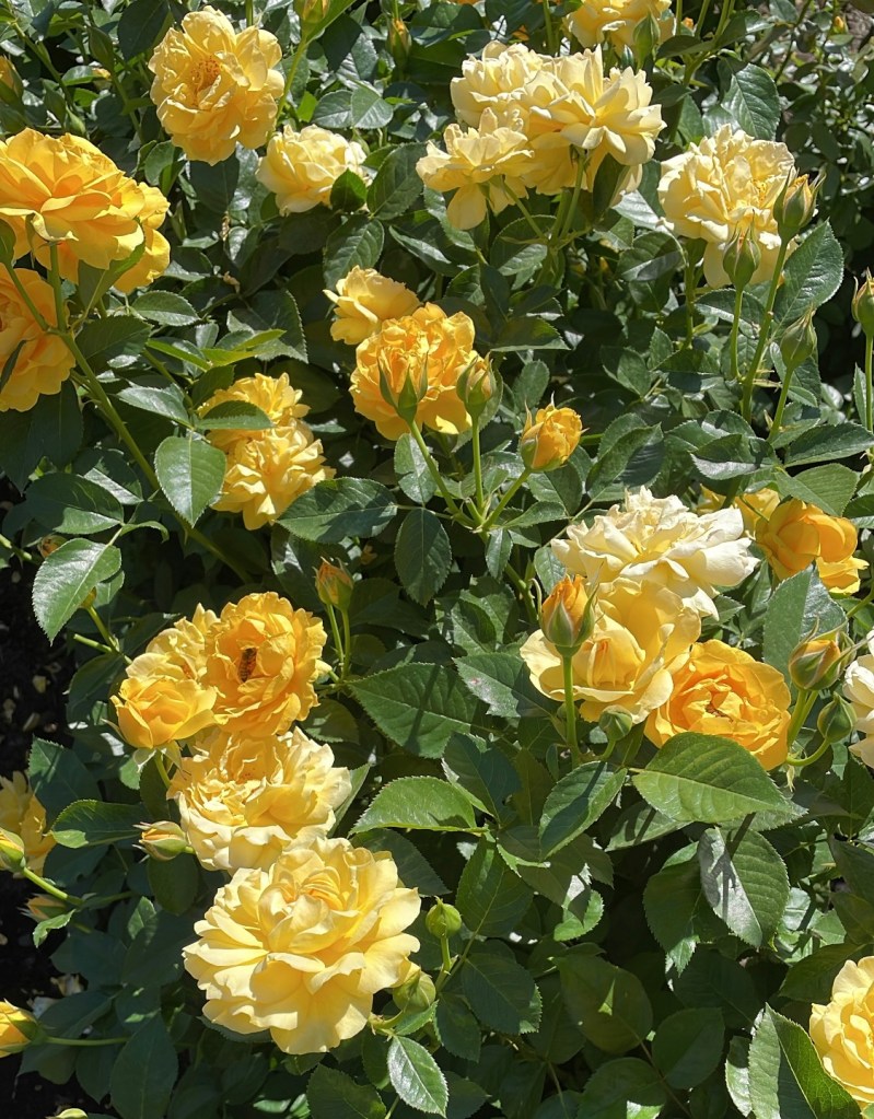 yellow roses among leaves