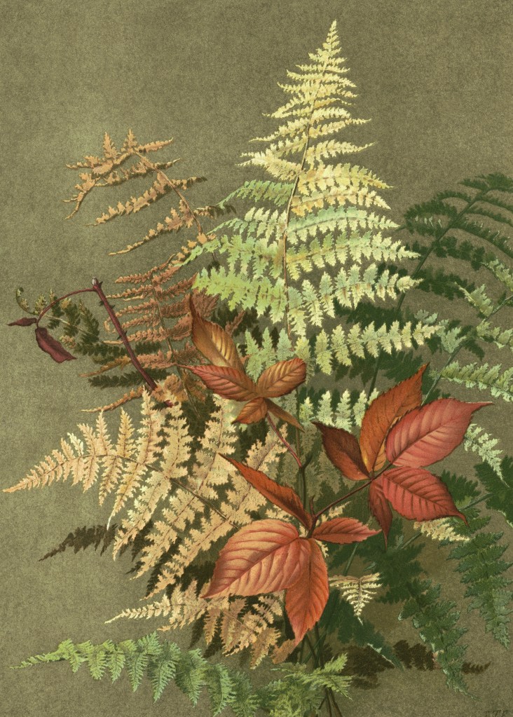 fern illustration